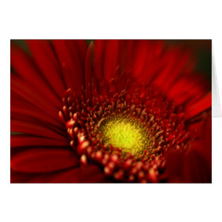 Red Gerbera Daisy Cards