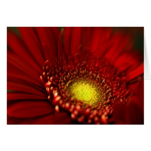 Red Gerbera Daisy Cards (Front Horizontal)