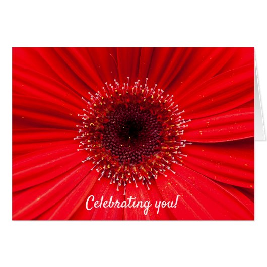 Red Gerbera Daisy for birthday Cards (Front Horizontal)