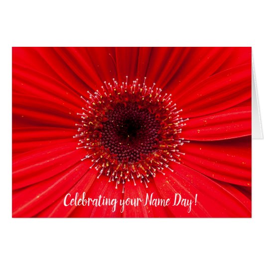 Red Gerbera Daisy for Name Day (Front Horizontal)