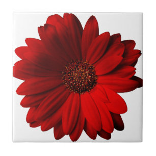 Red Gerbera Daisy Tile