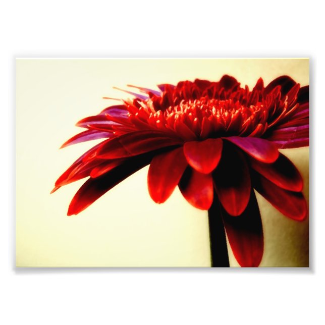 Red Gerbera Flower Photo Print (Front)
