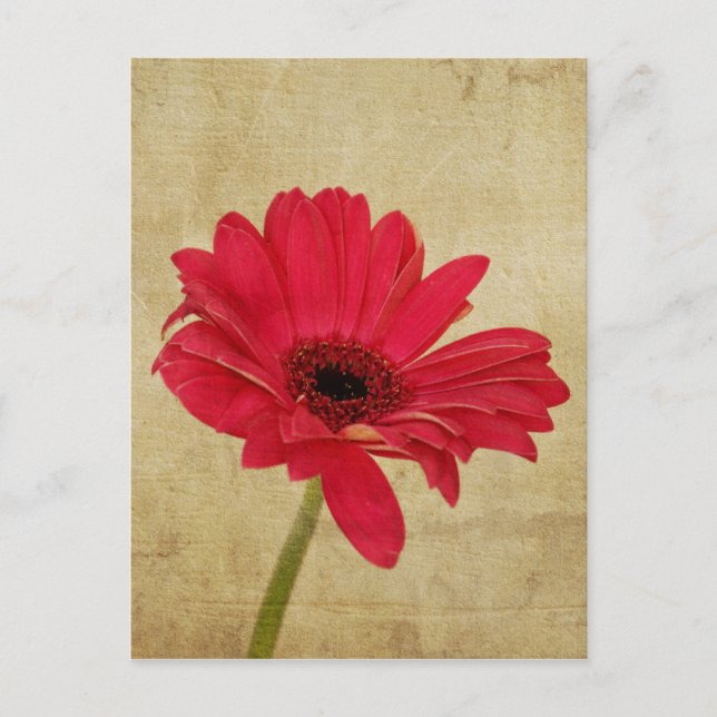 Red Gerbera Flower Postcard (Front)