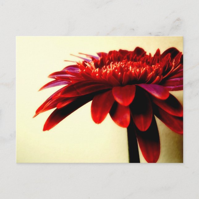 Red Gerbera  Postcard (Front)