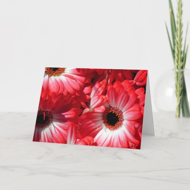 Red Gerberas Card (Front)