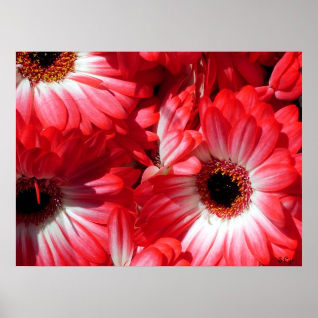 Red Gerberas Poster, S Cyr Poster (Front)