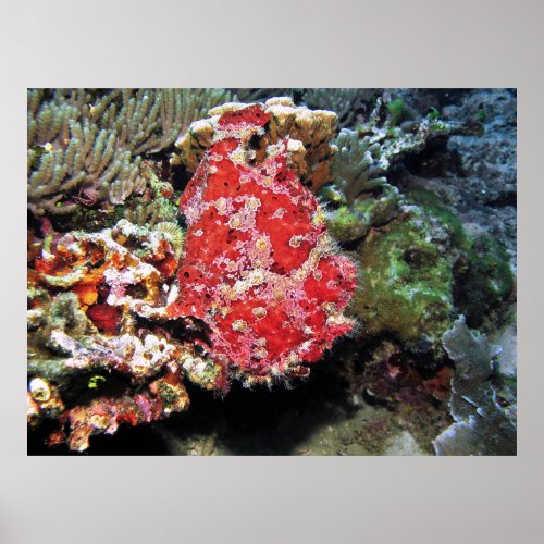 Red Giant Frogfish Poster