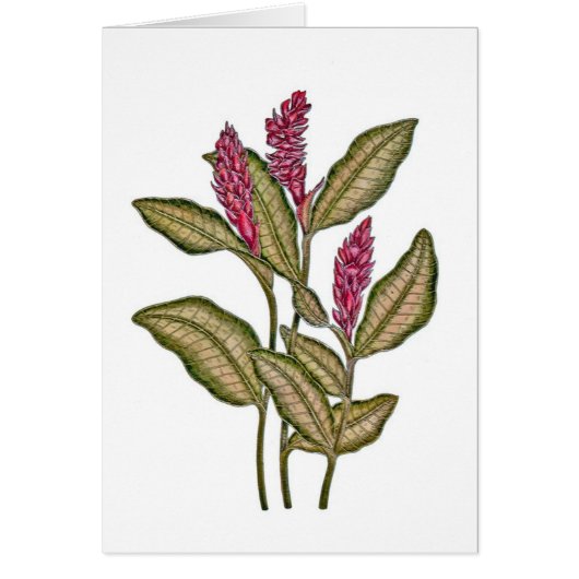 Red Ginger Cards (Front)