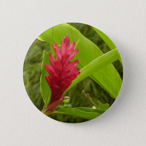 Red Ginger Flower Alpinia Tropical Button