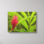 Red Ginger Flower (Alpinia) Tropical Canvas Print