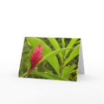 Red Ginger Flower (Alpinia) Tropical Card