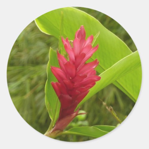 Red Ginger Flower Alpinia Tropical Classic Round Sticker