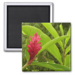 Red Ginger Flower (Alpinia) Tropical Magnet