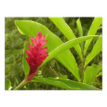 Red Ginger Flower (Alpinia) Tropical Photo Print