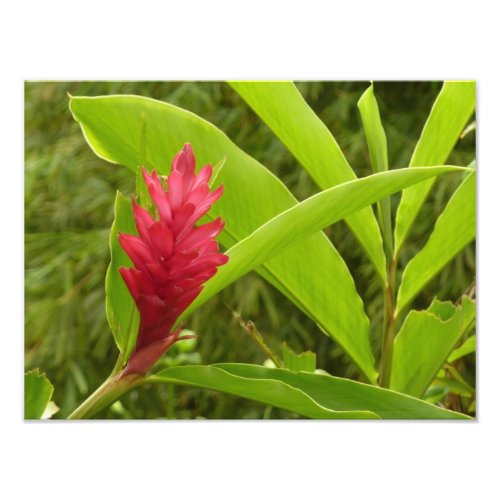 Red Ginger Flower Alpinia Tropical Photo Print