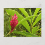 Red Ginger Flower (Alpinia) Tropical Postcard