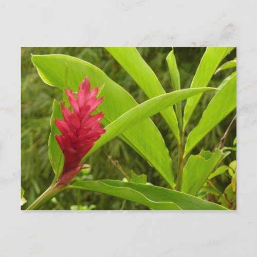 Red Ginger Flower Alpinia Tropical Postcard