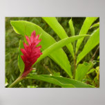 Red Ginger Flower (Alpinia) Tropical Poster