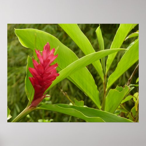 Red Ginger Flower Alpinia Tropical Poster