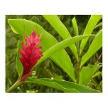 Red Ginger Flower (Alpinia) Tropical Poster