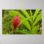 Red Ginger Flower (Alpinia) Tropical Poster