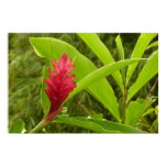 Red Ginger Flower (Alpinia) Tropical Poster