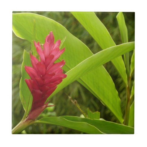 Red Ginger Flower Alpinia Tropical Tile