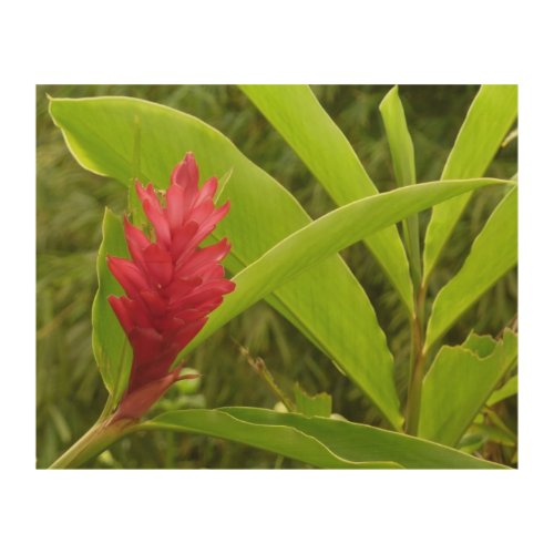 Red Ginger Flower Alpinia Tropical Wood Wall Decor