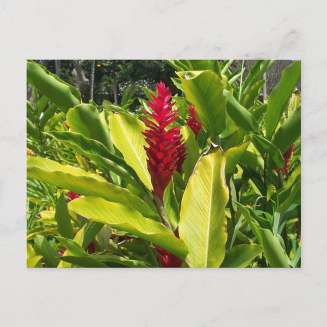 Red Ginger Postcard (Front)