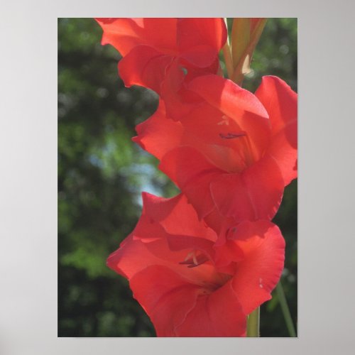 Red Gladiolas Poster Print