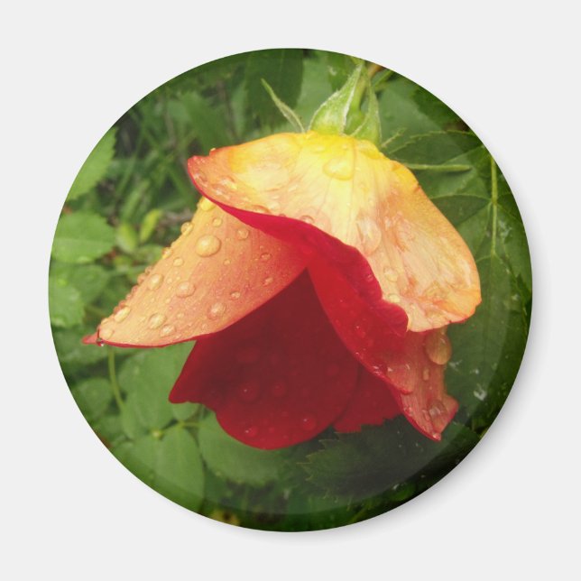 Red Gold Rose Petals Raindrops Floral Photo Magnet (Front)