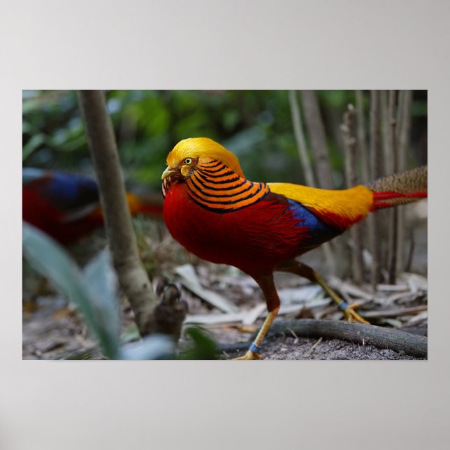 Red Golden Pheasant Poster (Front)