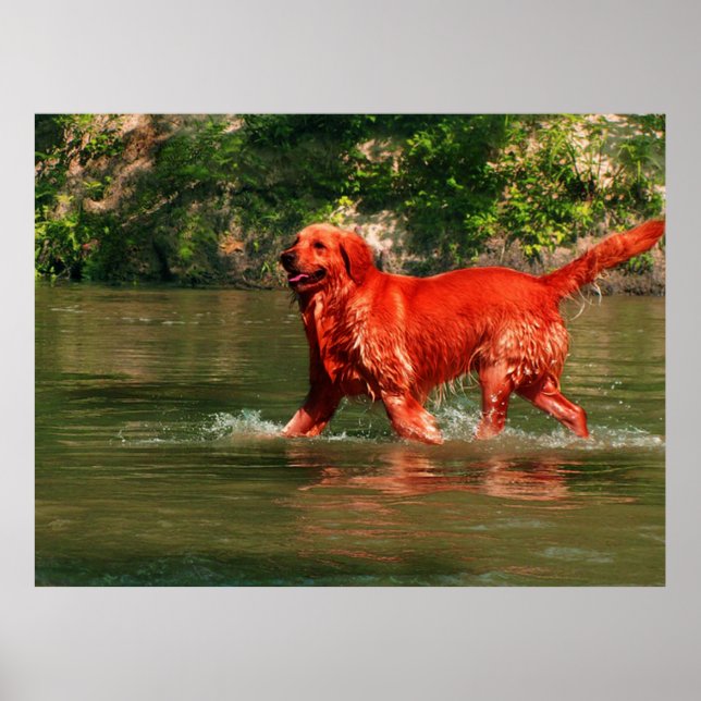 Red Golden Retriever Running in Water Poster (Front)