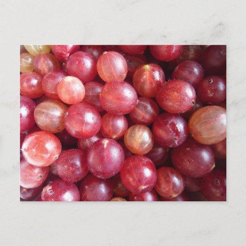 Red gooseberry fruits photo postcard