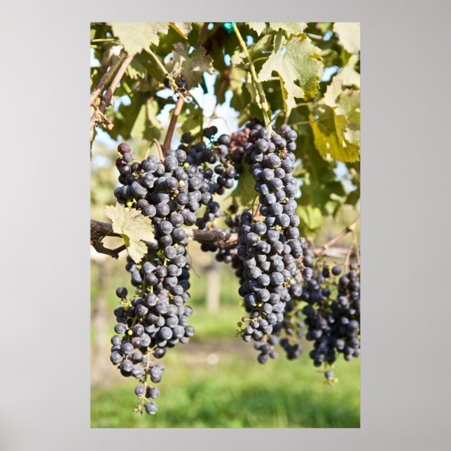 Red Grapes on the Vine Poster (Front)