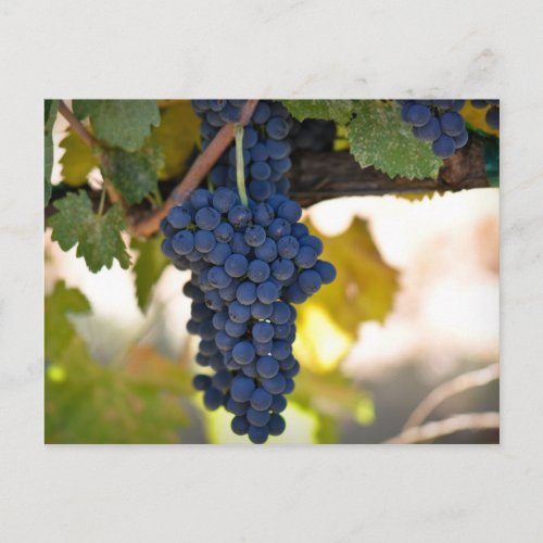 Red Grapes on the Vine used to make wine Postcard