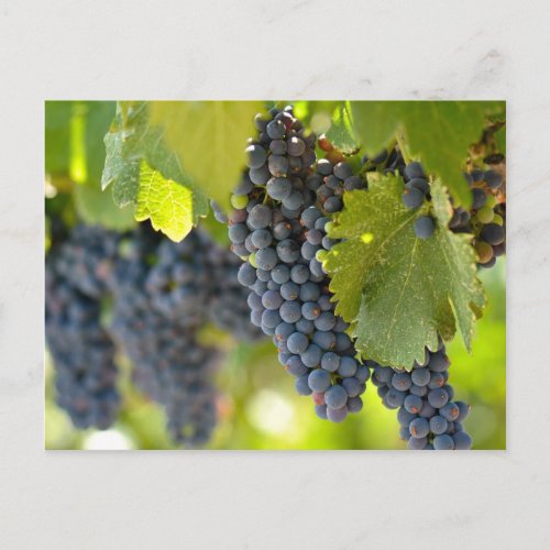 Red Grapes on the Vine used to make wine Postcard