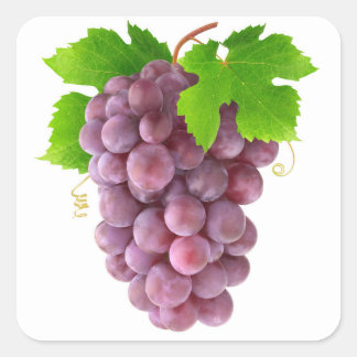 Red grapes square sticker