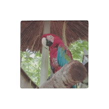 Red, Green, and Blue Macaw