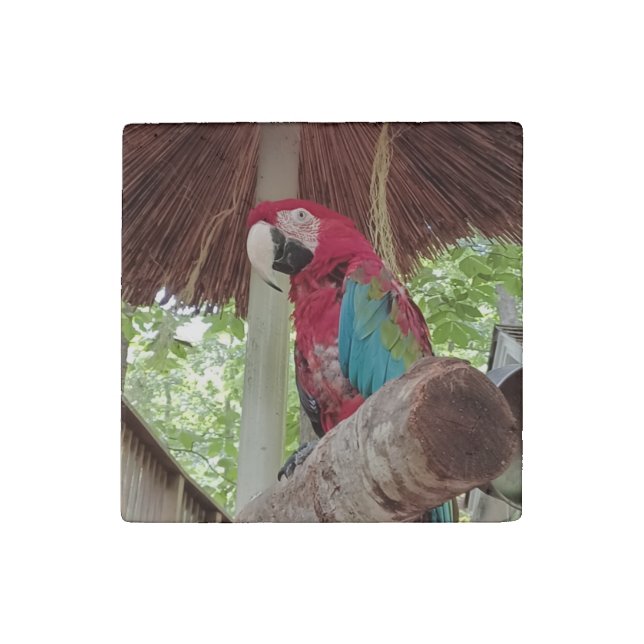 Red, Green, and Blue Macaw Stone Magnet (Front)