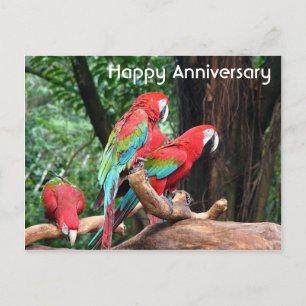 Red, green and blue parrots happy anniversary postcard
