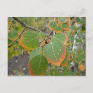 red green aspen leaf postcard