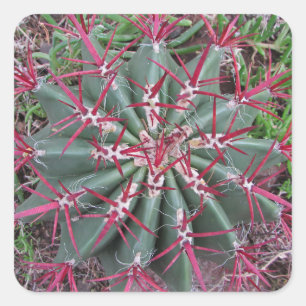 Red Green Barrel Cactus Southwest Plant Photograph Square Sticker