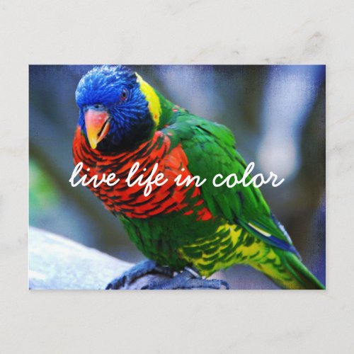 Red Green Blue Bird Live Life In Color Script Bold Postcard