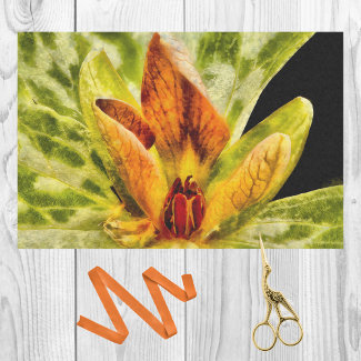 Red Green Toadshade Trillium Bud Watercolor Look
