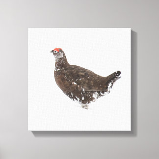 Red grouse canvas print