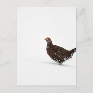 Red grouse postcard