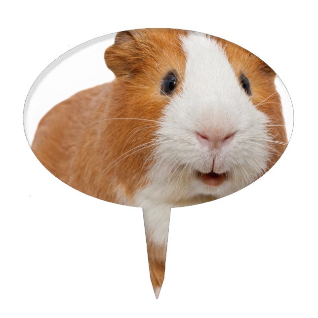 red guinea pig cake topper (Front)