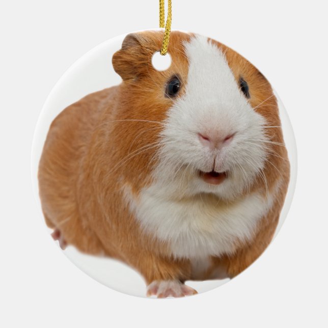 red guinea pig ceramic ornament (Front)