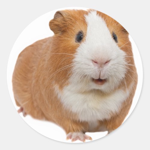 red guinea pig classic round sticker